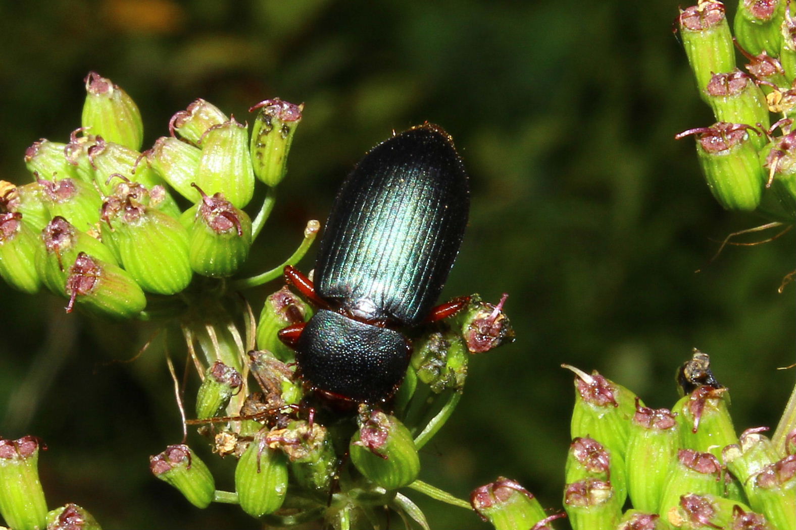 Coleoptera da determinare-5  Ophonus stictus (cf.)